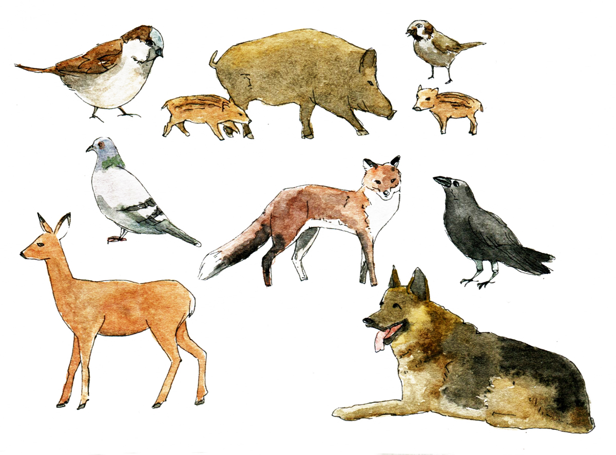 Illustrationen Tiere für Cover vom Geschäftsbericht und Magazin 2014 der GASAG